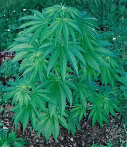 <font color=ff0000>c</font> <font color=ff3333>l</font><font color=ff6666>E</font> <font color=ff9999>B</font><font color=ffcccc>n</font